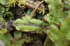 Conocephalum conicum