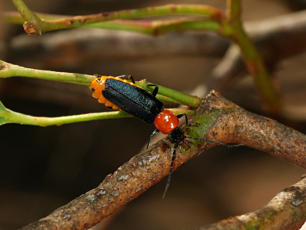 Tricolor Soldier Beetle from Melbourne VIC, Australia on February 11