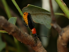 Chauliognathus tricolor