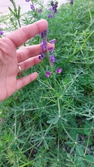 Lupinus truncatus