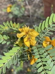Senna coronilloides