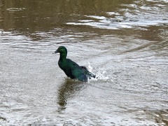 Anas platyrhynchos domesticus