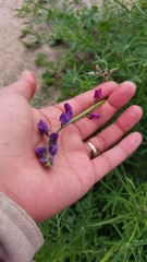 Lupinus truncatus