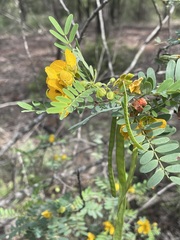 Senna coronilloides
