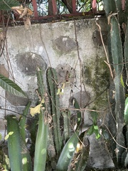 Trichonephila clavipes