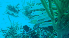 Mulloidichthys martinicus