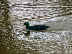 Anas platyrhynchos domesticus