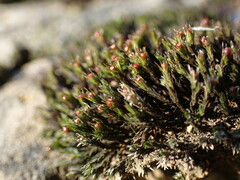 Schistidium apocarpum