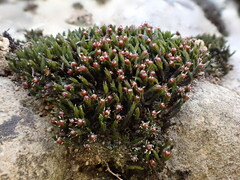 Schistidium apocarpum