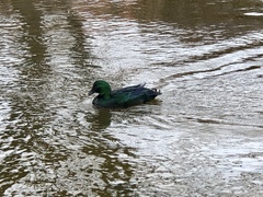 Anas platyrhynchos domesticus