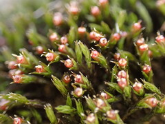 Schistidium apocarpum