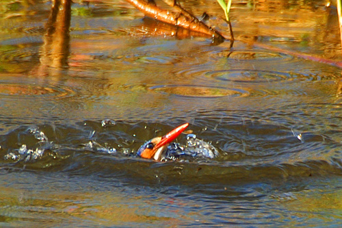 Malachite Kingfisher