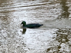 Anas platyrhynchos domesticus