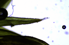 Schistidium apocarpum