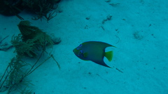 Holacanthus ciliaris