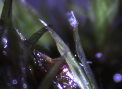 Schistidium apocarpum