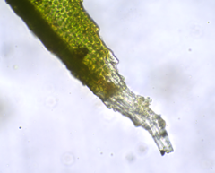 Schistidium apocarpum