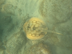 Urobatis concentricus