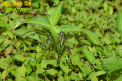 Asiagomphus melanopsoides