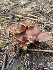 Flammulina velutipes