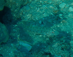 Ctenogobiops crocineus