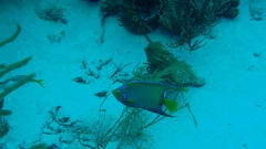 Holacanthus ciliaris