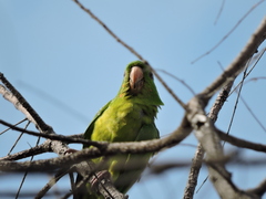 Psittacara holochlorus
