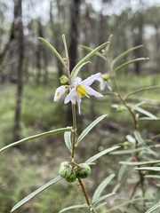 Solanum galbinum