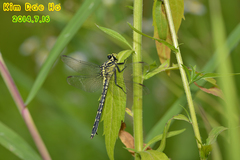 Asiagomphus melanopsoides