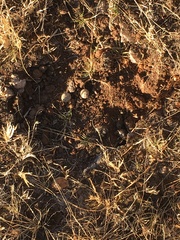 Lagomorpha