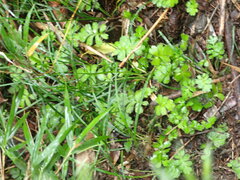 Ellisiophyllum pinnatum