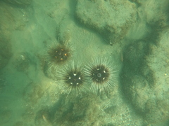 Astropyga pulvinata