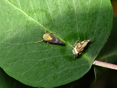 Brunotartessus fulvus