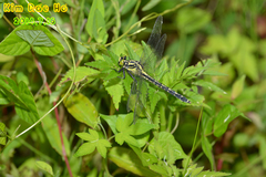 Asiagomphus melanopsoides