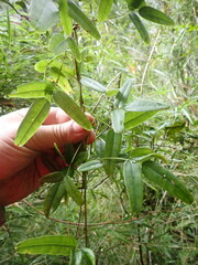Akebia trifoliata
