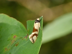 Antipterna trilicella