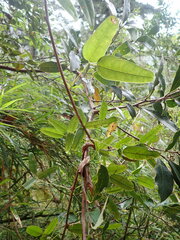Akebia trifoliata