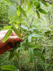Akebia trifoliata