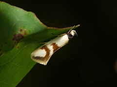 Antipterna trilicella