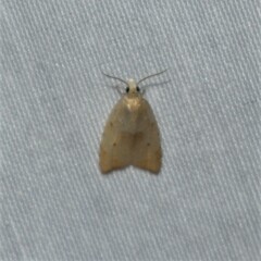 Coelostathma discopunctana