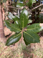 Quercus wislizeni wislizeni