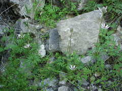 Anemone tuberosa