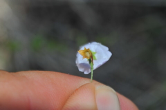 Evolvulus convolvuloides