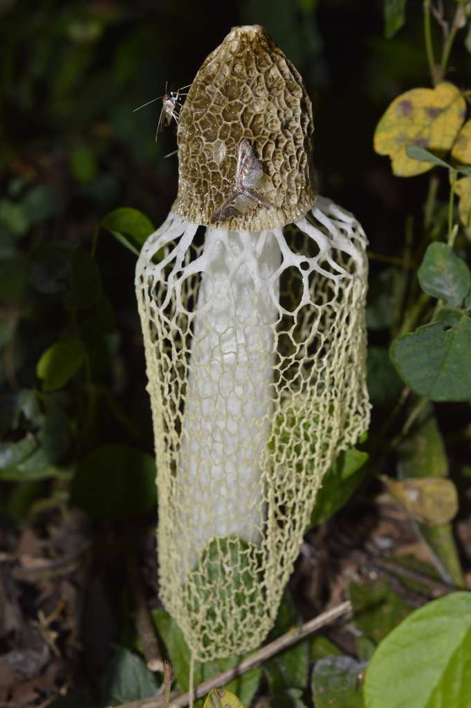 Phallus indusiatus · February 2023 · photo: © evaristoso (iNaturalist, cc-by)