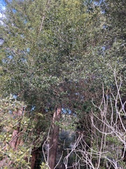 Quercus wislizeni wislizeni