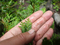 Chamaecyparis formosensis