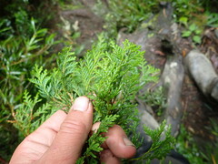 Chamaecyparis formosensis