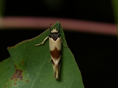Antipterna trilicella