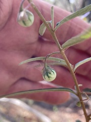 Solanum galbinum