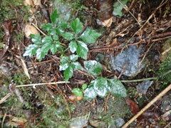 Gynostemma pentaphyllum